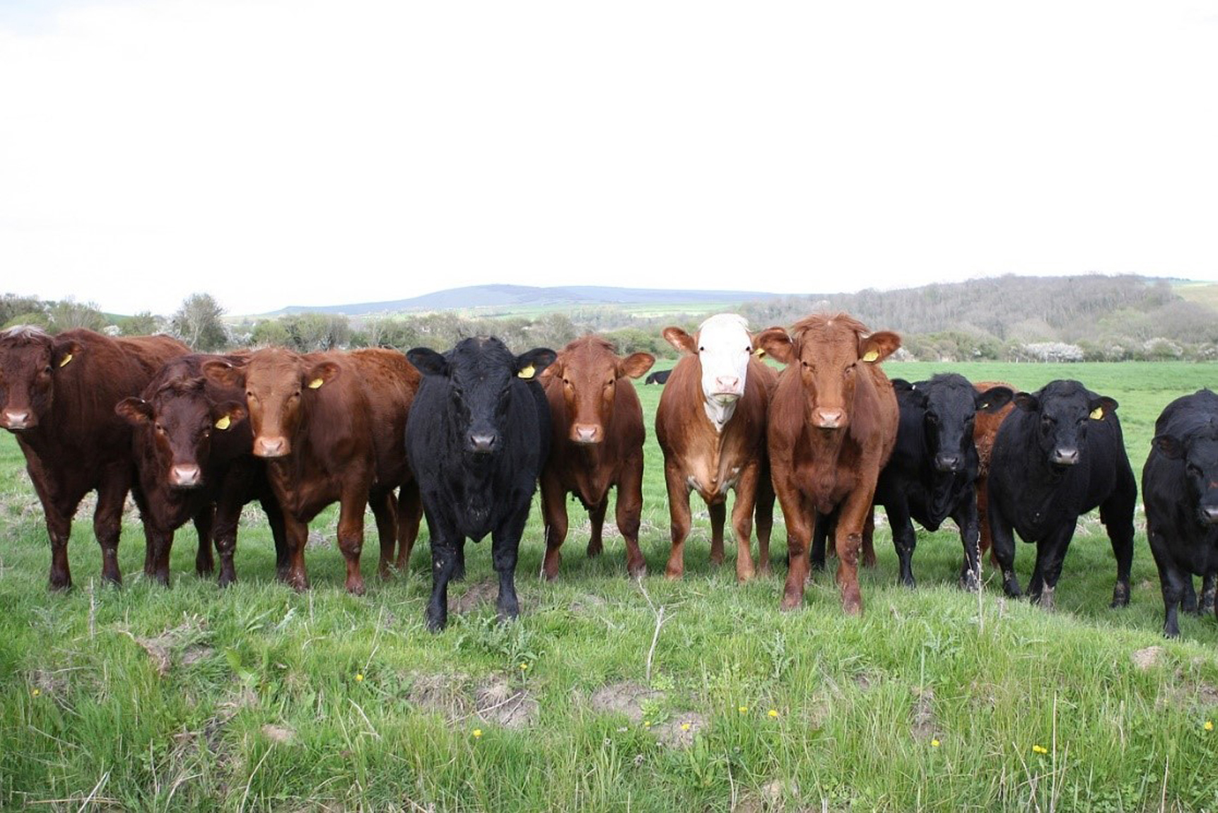 Cornell program offers Beef Industry Virtual Summit News, Sports